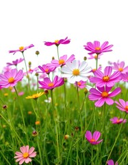 Fototapeta premium Vibrant cosmos flowers blooming in a field, isolated on white, plant, colorful
