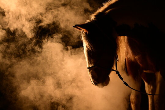 Sch&ouml;nes Pferd mit langer M&auml;hne im Scheinwerferlicht mit Nebel und rauch