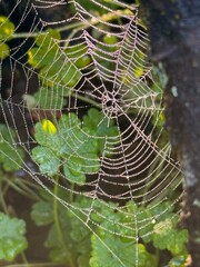 Telaraña con gotas de lluvia