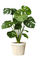 Cut out monstera plant in a pot, home decoration isolated
