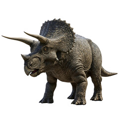 Fototapeta premium Triceratops Dinosaur, Isolated on transparent background
