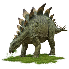 Detailed Stegosaurus Dinosaur eating grass, isolated on transparent background