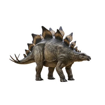 Fototapeta Detailed Stegosaurus Dinosaur 