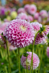 light and dark pink with white dahlia petals Marshmallow Baby