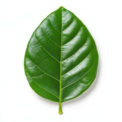 Obraz premium Garcinia cambogia tree leaf with a glossy surface and vibrant green color isolated on a white background 