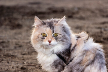 tricolor cat, Siberian fluffy, purebred, looking at us, muzzle, portrait, close-up, round eyes, sitting on the ground, full length, pet, well-groomed, long-haired, shaggy tail, adult, breed, walk,