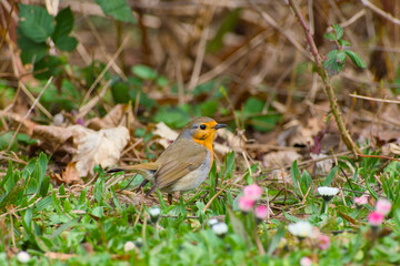 European robin standing on the ground close-up
