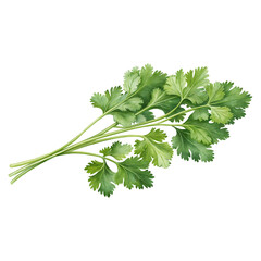 Fresh Green Cilantro Herb Bunch