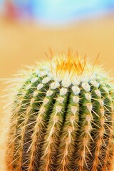 Obraz premium close-up capture of desert cactus showcasing its spines and unique textures against backdrop of golden sand