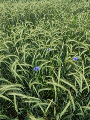 wheat field with flowers