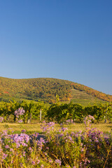Autumn vineyard, Tokaj region, Great Plain and North, Hungary