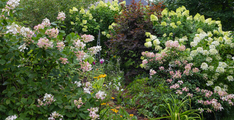 Obraz premium Beautiful limelight and Quick Fire hydrangeas bushes in full bloom in late summer lends a romantic feel to the back yard