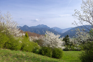 Obraz premium Spring landscape in Mala Fatra National Park with Velky Rozsutec peak, Slovakia