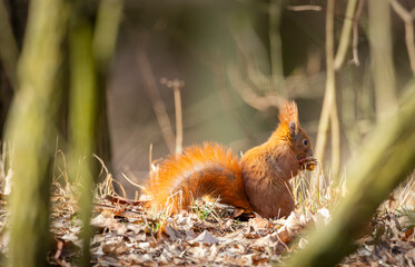 red squirrel in the forest