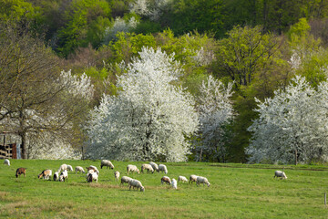 Sheep herd in Stiavnicke vrchy near Krupinska planina, Slovakia © Richard Semik