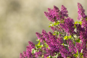 lilac in Slovakia in Polana National Park © Richard Semik
