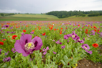 Typical spring landscape with poppies near Silica (Szilice), National Park Slovak Kras, Slovakia
