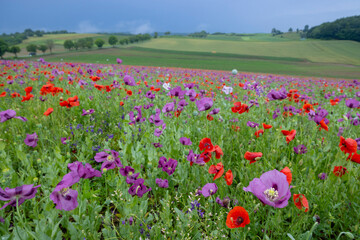 Typical spring landscape with poppies near Silica (Szilice), National Park Slovak Kras, Slovakia
