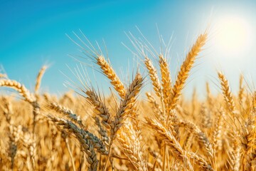 Fototapeta premium Wheat field under the bright blue sky, bathed in sunlight, symbolizing abundance