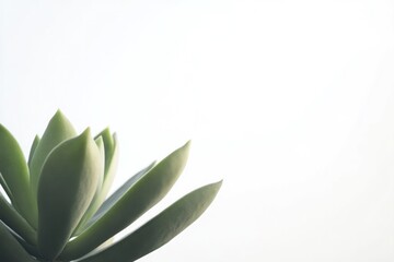 Obraz premium capture close-up of single desert plant such as cactus or succulent isolated against white background for clarity and