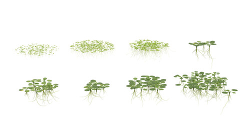 3d illustration of Limnobium,Lemna plants on transparent background