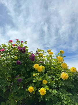 Floribunda rose shub yellow and pink blooms.