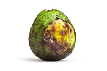 a rotten avocaa on a white background cutout and isolated on transparent background 