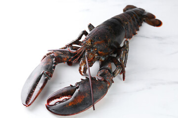 One raw lobster on white marble table, closeup