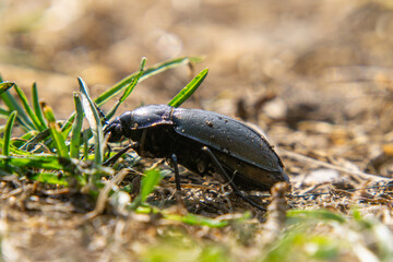 Ground beetle – a species of large beetle from the family Carabididae. A macro-scale worm sitting in the grass