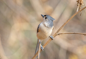 Tufted Titmouse