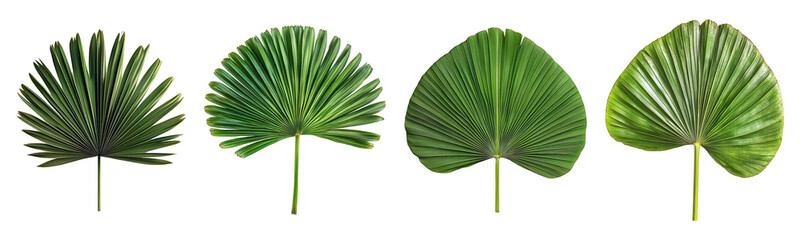 Set of palm leaf isolated on transparent background