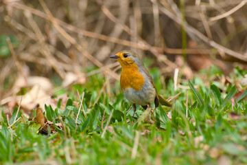 European robin standing on the ground close-up