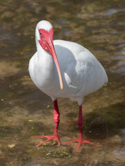 Views of a White Ibis bird ion a mud flat