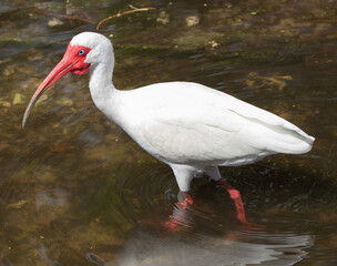 Views of a White Ibis bird in the water