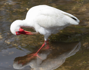 Views of a White Ibis bird in the water
