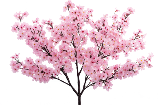 artificial artificial cherry blossom tree pink cutout and isolated on transparent background 