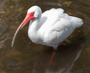 Views of a White Ibis bird in the water