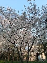 a beautiful spring with flowers and blooming trees in the city park in Shanghai city, China