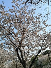 a beautiful spring with flowers and blooming trees in the city park in Shanghai city, China