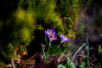 Crocuses - Krokusy kwiaty