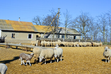 a flock of sheep on a farm