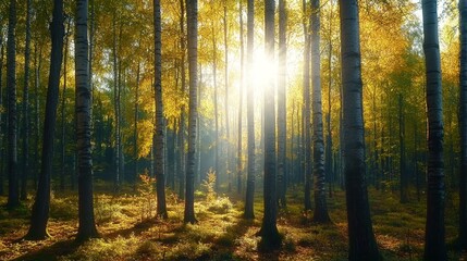 Obraz premium Golden Birch Forest Sunlit Canopy, Autumnal Hues