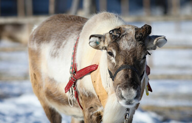 Visit to a reindeer farm in Rovaniemi, Finland


