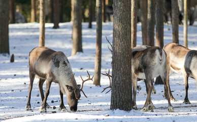 Visit to a reindeer farm in Rovaniemi, Finland

