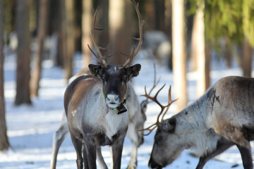 Visit to a reindeer farm in Rovaniemi, Finland

