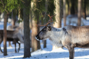 Visit to a reindeer farm in Rovaniemi, Finland

