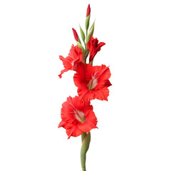 Fototapeta premium Stunning Red Gladiolus Blooms