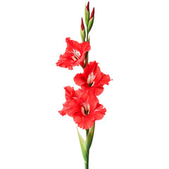 Fototapeta premium Stunning Red Gladiolus Blossoms