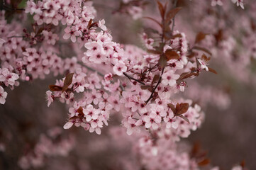 A close up of a tree with pink flowers. The flowers are in full bloom and the tree is surrounded by a lush green background. Concept of beauty and tranquility