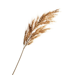 Elegant Dried Wheat Grass Arrangement